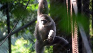 Pertamina Apresiasi Penyayang Flora Fauna Indonesia
