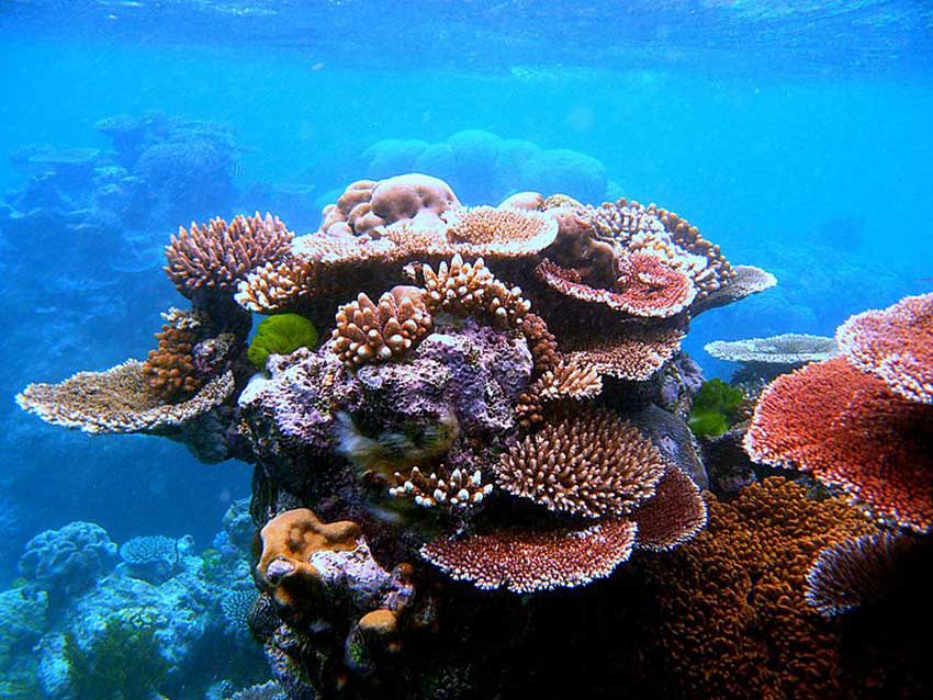 Karang Laut Berperan Kurangi Emisi Karbon