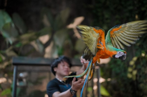 Burung Macaw Teman Pangeran Nurhikmah